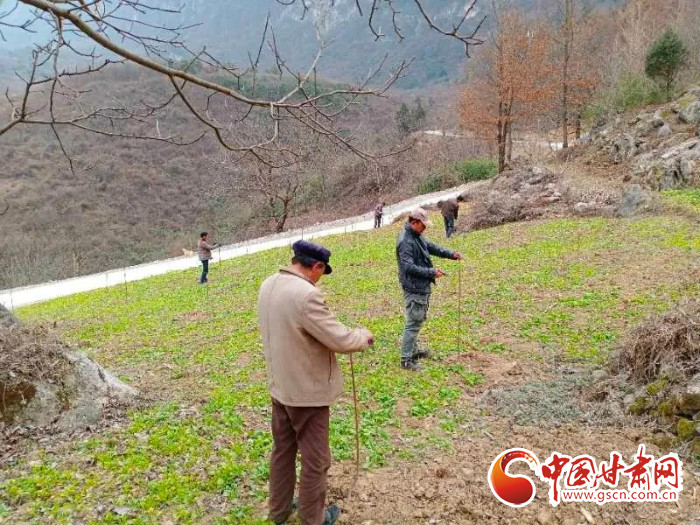 【甘肅全民戰(zhàn)“疫”】戰(zhàn)“疫”中，隴南稻坪的春天