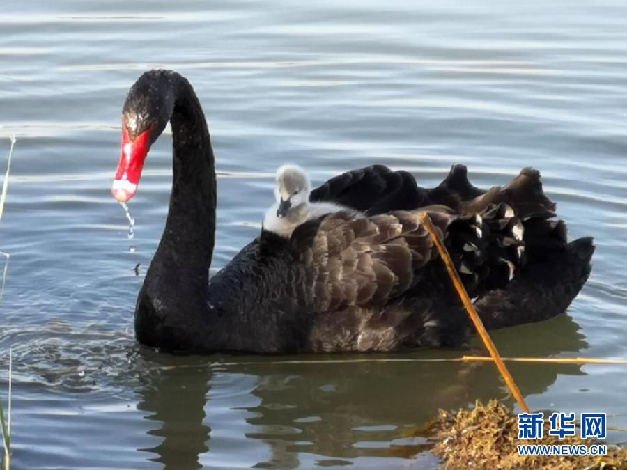 萌化了！黑天鵝寶寶出窩“游湖”