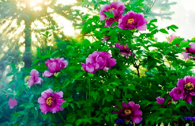 【“甘味”故事】“百花王”駕到！國色傾城正當(dāng)時(shí)