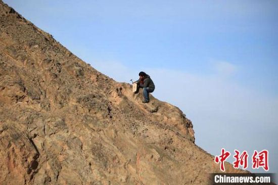 圖為敦煌“80后”畫家張杰龍?jiān)诙鼗腿Ｉ嚼锊杉V石顏料。(資料圖)受訪者供圖
