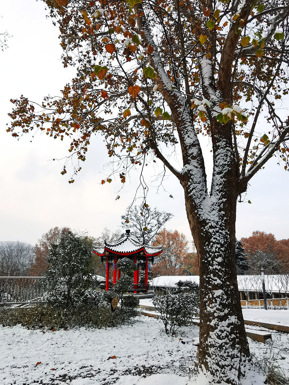 高清大圖|天水弘文園初雪，你喜歡嗎？