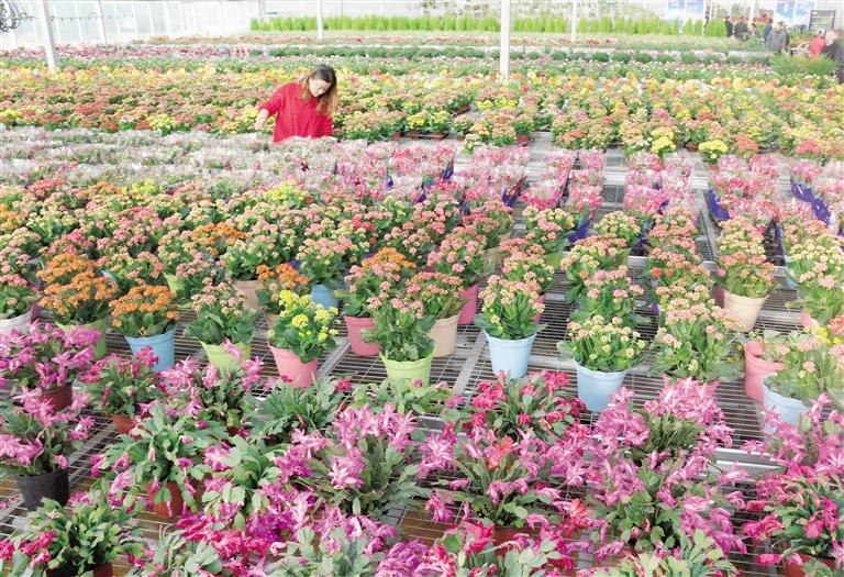 臨夏縣20多萬株水仙花、杜鵑、蝴蝶蘭等60多種花卉競相綻放