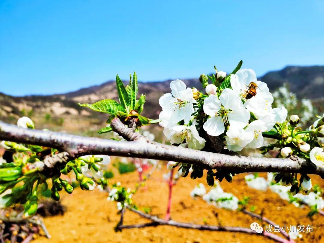 櫻花盛開(kāi)，小川西狹等您來(lái)踏青、賞花！