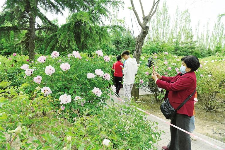 臨夏市北濱河路60里牡丹長廊里不同品種、顏色各異的牡丹花爭奇斗艷