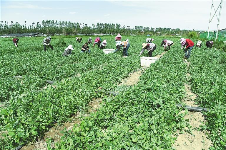 臨夏縣百益現(xiàn)代農(nóng)業(yè)公司種植的500多畝豌豆苗、甜豆等進入豐產(chǎn)期