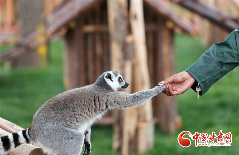 蘭州野生動物園開園啦！萌寵來襲快來打卡