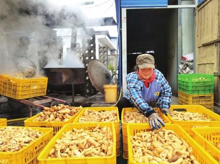 村民在康縣陽壩鎮(zhèn)陽壩村天麻種植大戶胡國強(qiáng)家加工天麻。