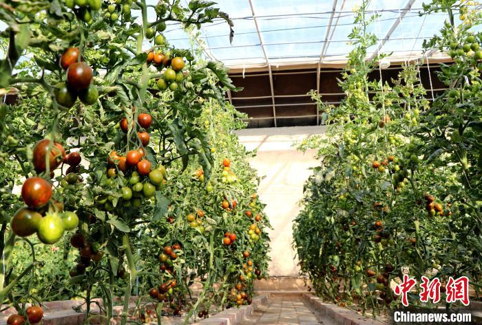 12月14日，甘肅省武威市民勤縣紅旗谷現(xiàn)代農(nóng)業(yè)產(chǎn)業(yè)園，溫棚內(nèi)“水果西紅柿”長勢良好?！●R愛彬 攝