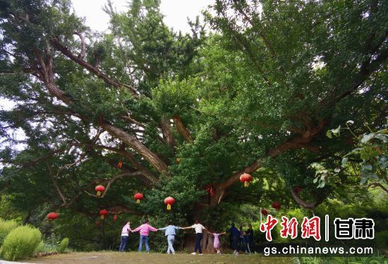 隴南徽縣境內(nèi)最古老的銀杏樹。當(dāng)?shù)貍髡f，它已有千年樹齡。（資料圖）殷春永 攝