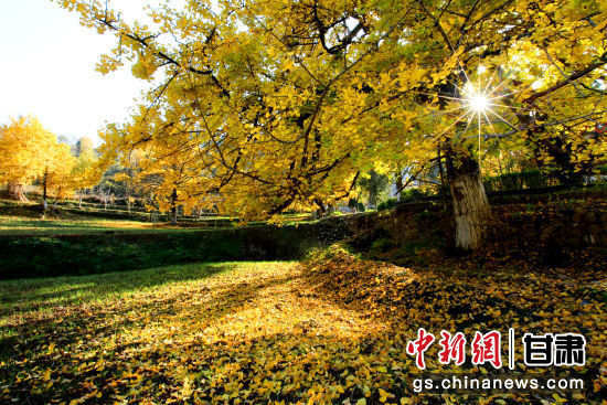 隴南徽縣銀杏樹最美的時(shí)候，當(dāng)屬每年的10月至11月。圖為樹葉已染黃的銀杏樹。張承榮 攝
