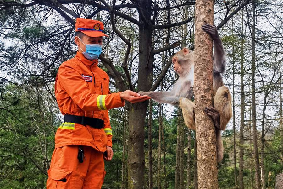 【甘快看】嗨！你好！甘肅隴南森林消防員巡護途中偶遇野生獼猴群