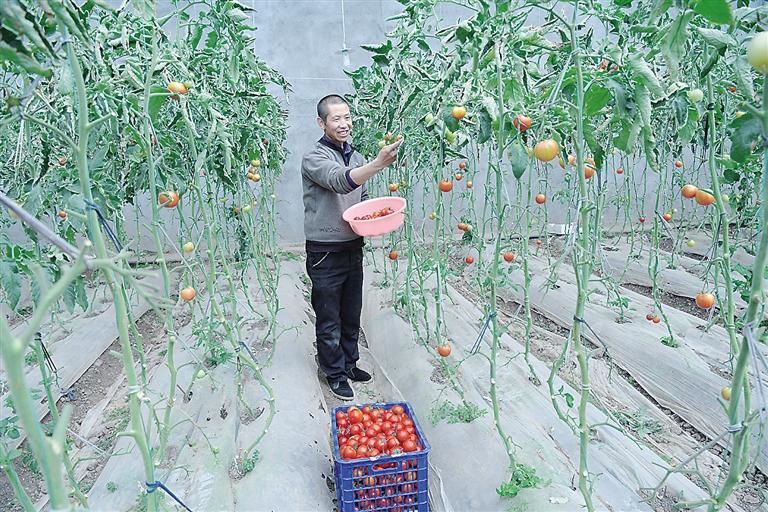 臨夏縣尹集、刁祁鎮(zhèn)易地扶貧搬遷后續(xù)產(chǎn)業(yè)園有日光溫室534座