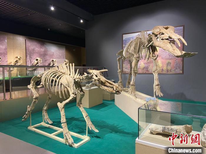 圖為5月底，和政縣古動(dòng)物化石博物館內(nèi)修復(fù)后的古生物化石?！「哒?攝