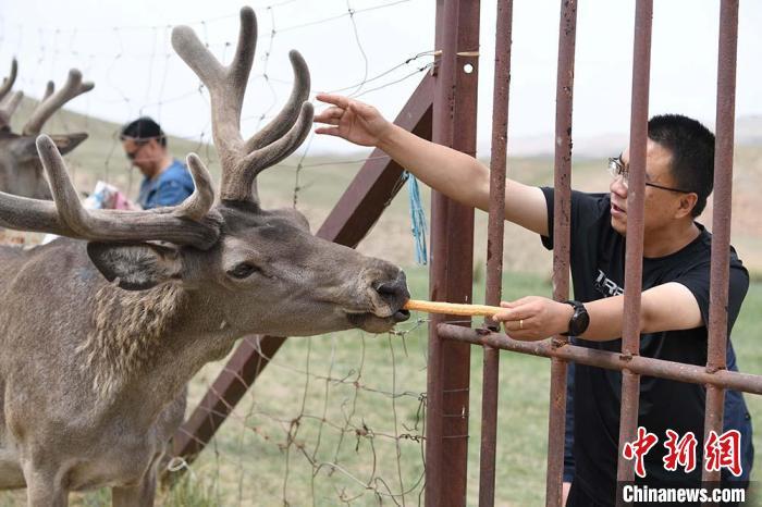 圖為游客在肅南縣馬鹿養(yǎng)殖場內體驗喂鹿?！钇G敏 攝