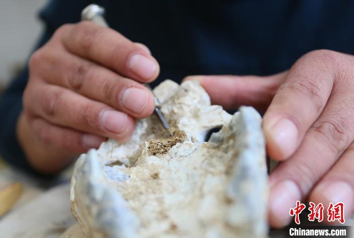 2022年6月，在和政古動物化石博物館內(nèi)，古生物化石修復(fù)師對化石進(jìn)行修復(fù)。(資料圖) 高展 攝