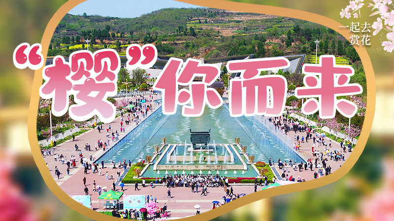 海報|春色爛漫，一組海報“云賞”櫻花盛開