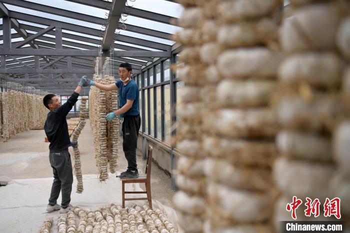 圖為5月10日，工作人員將用青稞面和青稞草等制成的曲坯用繩子串起來晾曬。九美旦增　攝