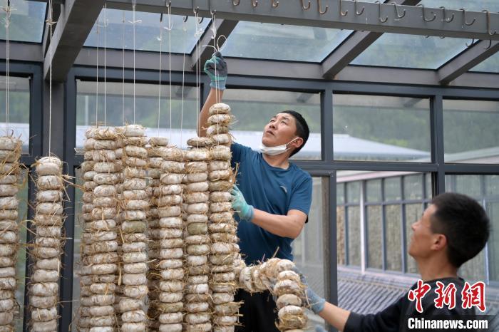 圖為5月10日，工作人員將用青稞面和青稞草等制成的曲坯用繩子串起來晾曬。九美旦增　攝