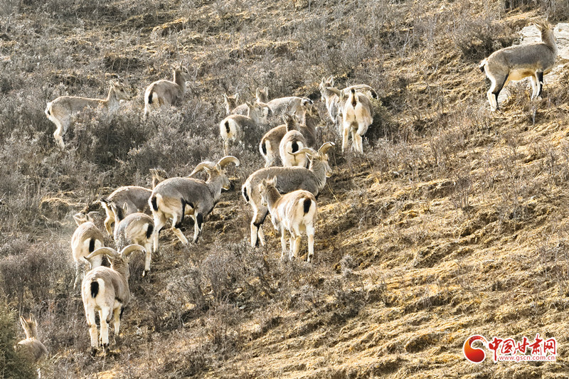 “巖壁精靈”巖羊群現(xiàn)祁連山民樂段 生態(tài)向好添力證