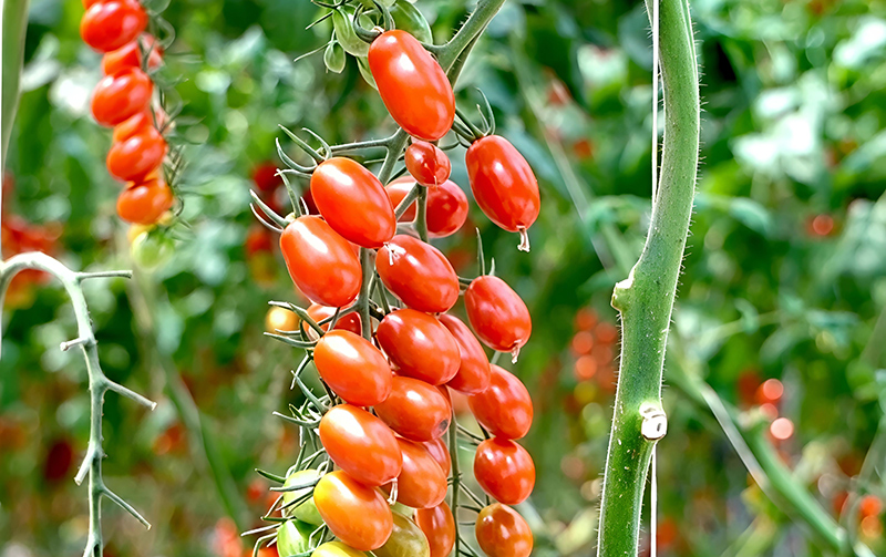 玉門：大棚“紅瑪瑙”映紅鄉(xiāng)村致富路